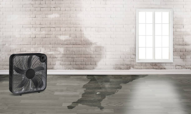 Best Water damage cleanup near me  in Glennville, GA